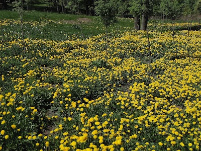 Photos of Park Belaya Dacha