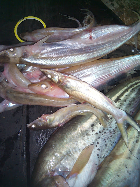 Ikan Khas yang Hidup di Sungai KALIMANTAN