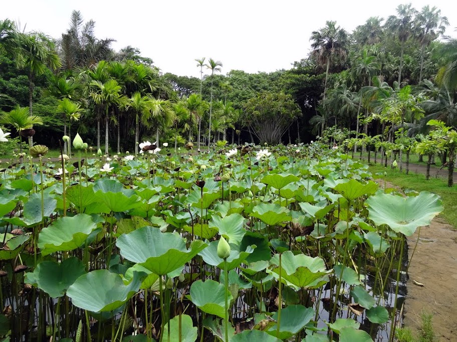 Costa neoRomantica: Сингапур,Малайзия,Таиланд, Шри-Ланка, Индия, Мальдивы,Сейшелы,Маврикий