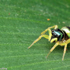 Banded Phintella