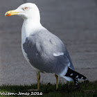 Yellow-legged Gull; Gaviota Patiamarilla