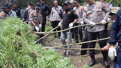 Polda Aceh Musnahkan 11 Hektar Ladang Ganja di Aceh Besar