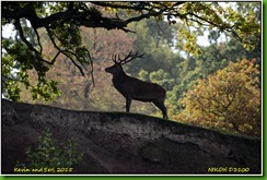 Bradgate Park - October