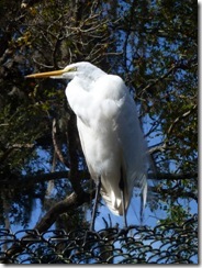 Egret