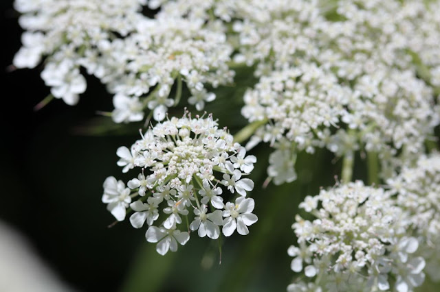 closeup of Queen Anne's Lace flower