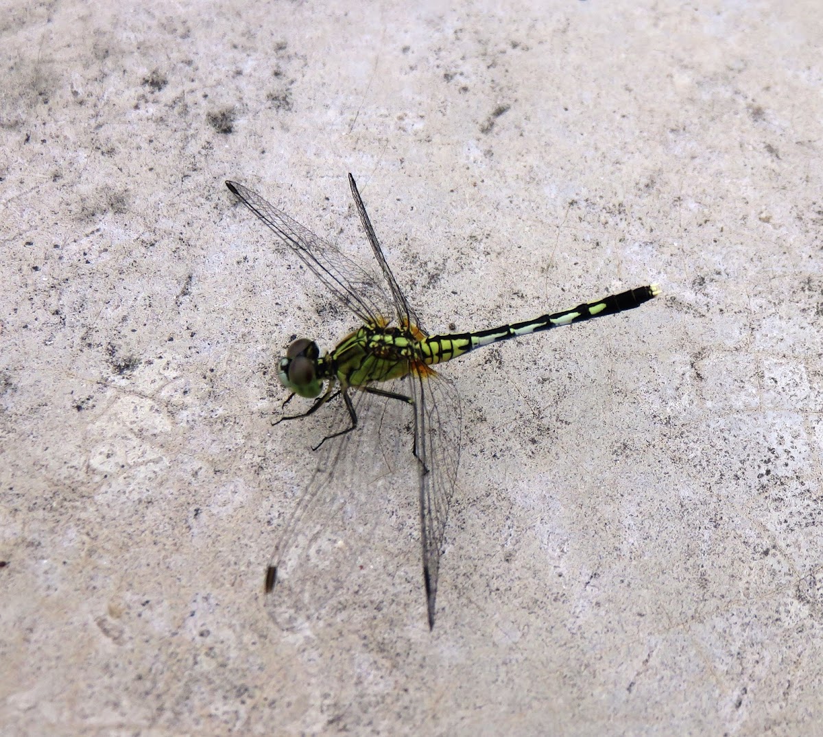 Dragonfly