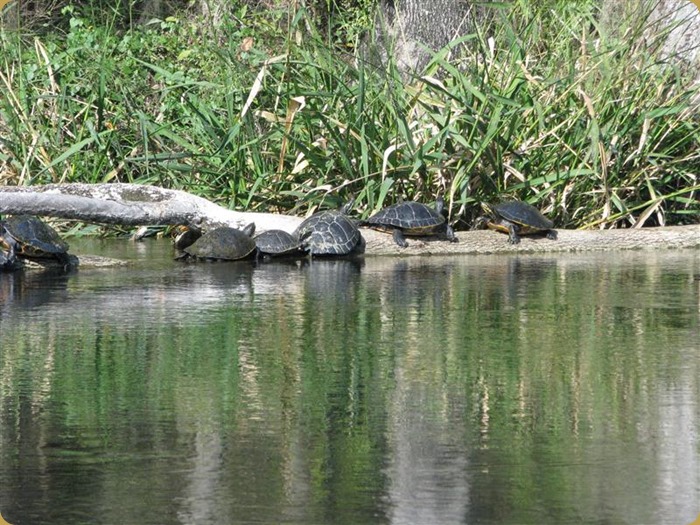 Turtle Family