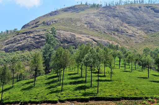 Munnar Green Tourism, General Hospital Rd, Nullatanni, Munnar, Kerala 685612, India, Tour_Agency, state KL