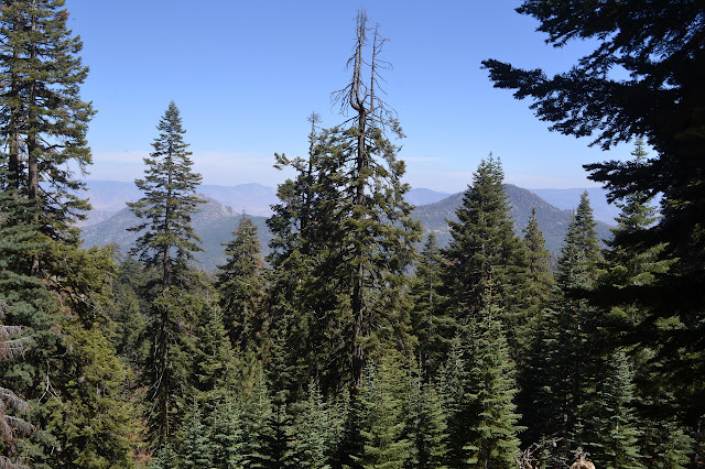 trees blocking most the view