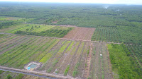 Pengembangan Food Estate Kalimantan Tengah Sentuh Solidaritas Masyarakat