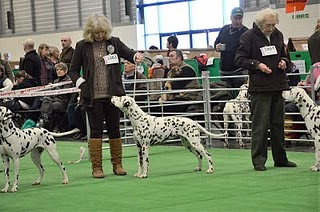 pedigree dalmatian