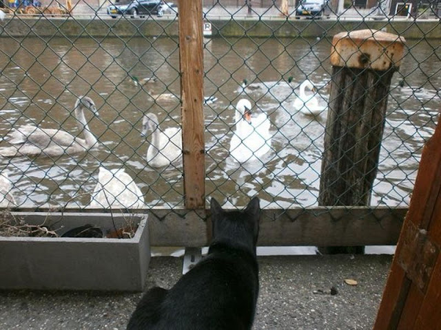 De Poezenboot, o barco dos gatos