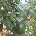 American Holly