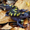 Spotted salamander