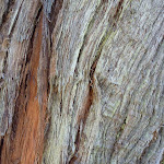 String Bark (275471)