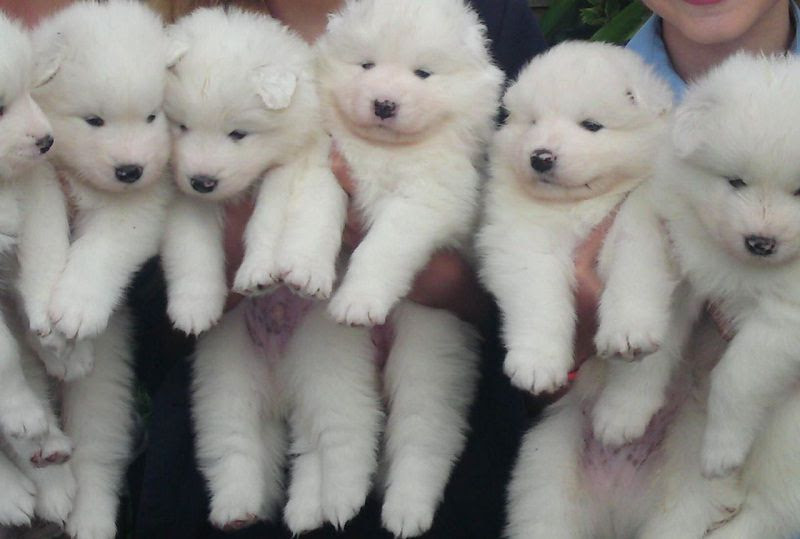 Samoyed Fiyatlari Samoyed Kopek Ozellikleri Satilik Samoyed Yavrusu