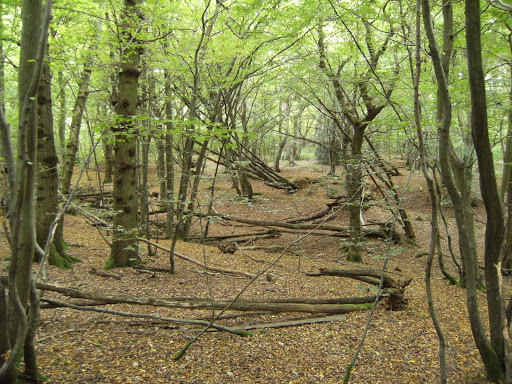 1010170018 Ham Street Woods in autumn