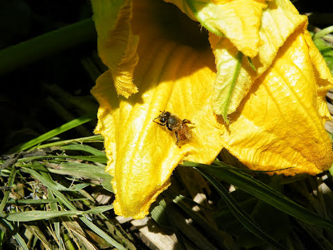 雌花の中から出てきたミツバチ