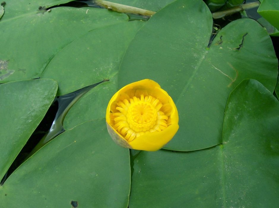 Кубышка желтая (Nuphar lutea)