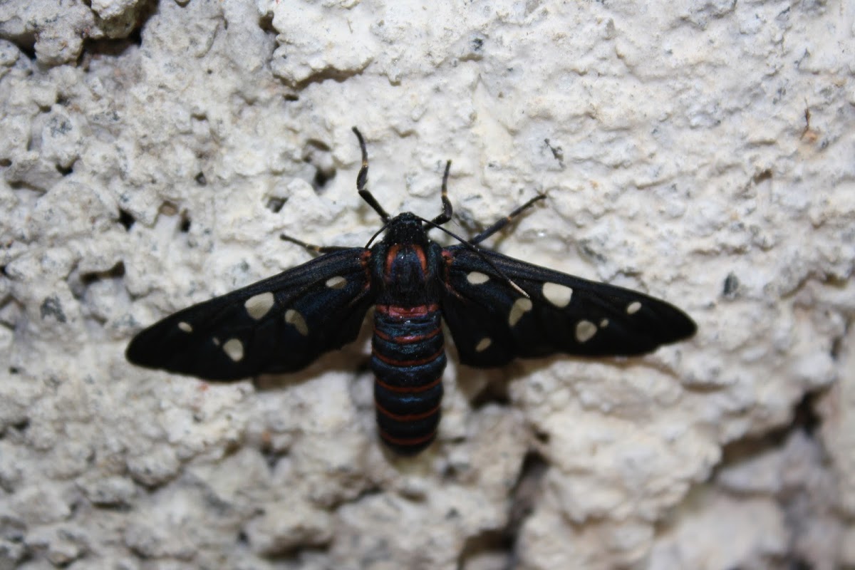 Indian Wasp Moth