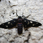 Indian Wasp Moth