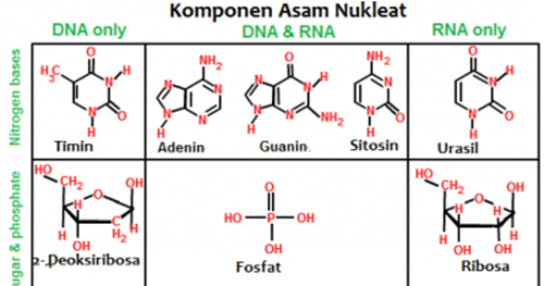 BIOLOGI Fungsi  Asam Nukleat