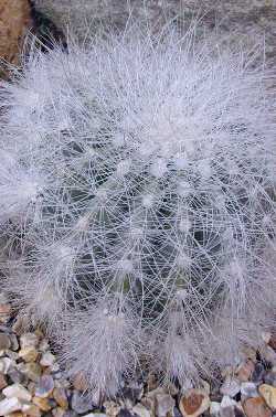 파일:attachment/1286033787_Copiapoa_krainziana.jpg