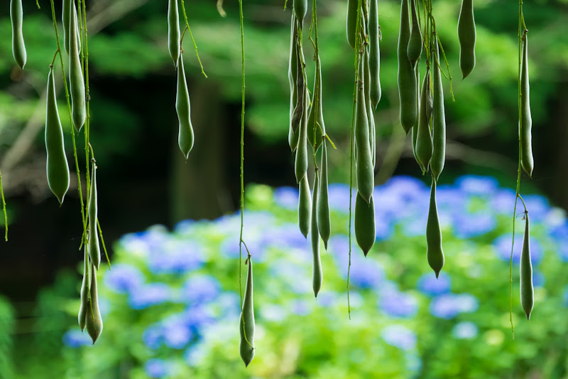 Hydrangea flowers at Hondo-ji Temple26