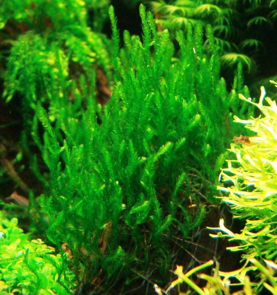 Таксифиллум пламенный (Мох пламя, Flame moss) (Taxiphyllum sp. Flame moss)