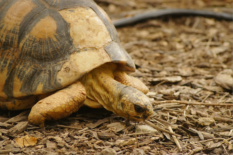 Free picture of a turtle for commercial use.