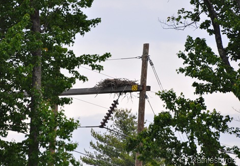 8. osprey nest near Tractor supply-kab