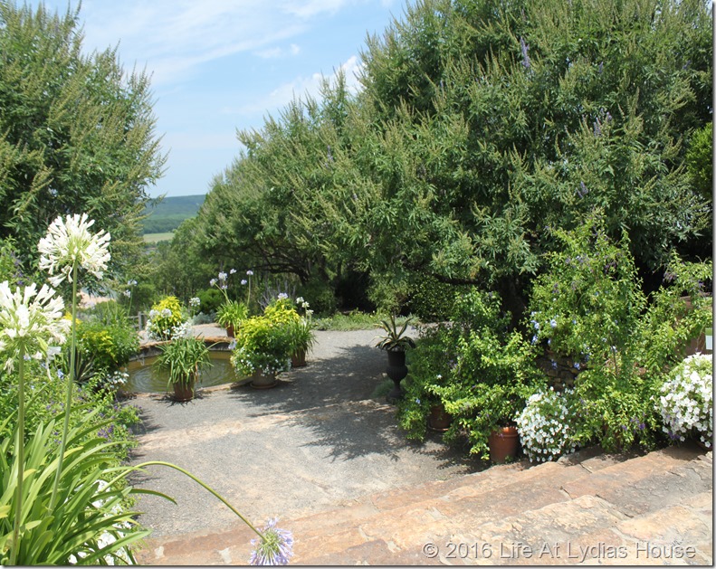 blue and white garden 1