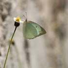 Mottled Emigrant (Female)