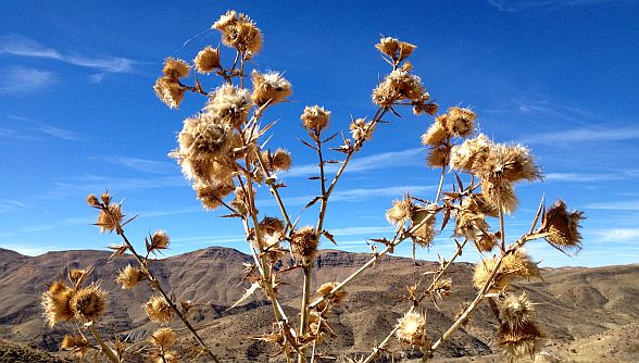 Distel an der Passhöhe (2590 m) bei Molabaloot, Sepidan-Ardekan, Iran