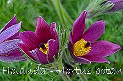 Glória Ishizaka - Hortus Botanicus Leiden - 89
