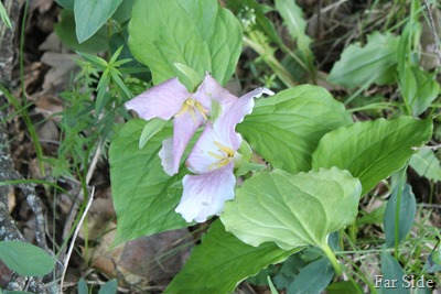 two Trilliums turning pink