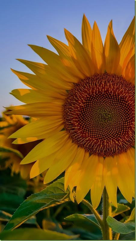 sunflowers 1080x1920