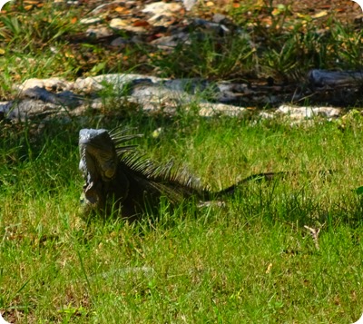 Iguana