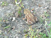 A blurred frog