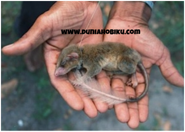 Pen-Tailed Tree Shrew (Ptilocerus lowii )