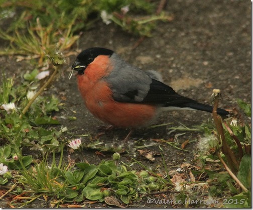 bullfinch-4