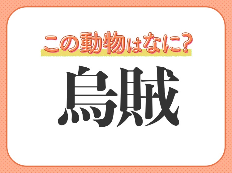 烏賊 はなんて読む とんがり頭の海の生き物 Trill トリル