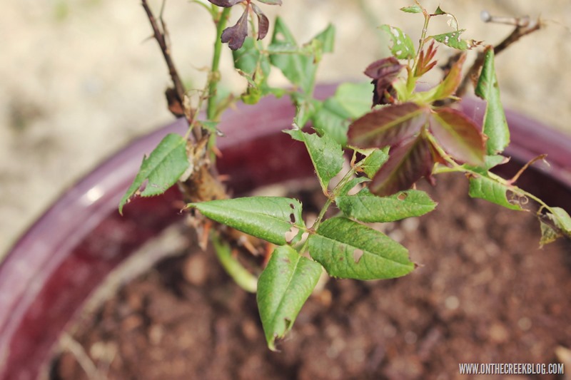 rose plant