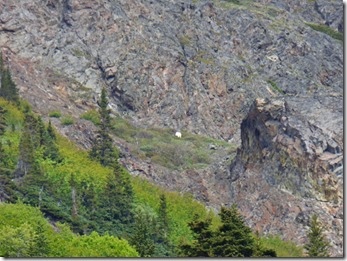 Mountain Goat, Klondike Highway near Fraser 