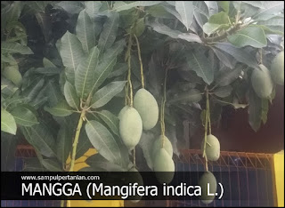 Klasifikasi Dan Morfologi Tanaman Mangga (Mangifera indica)