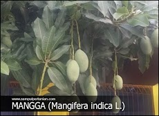 Klasifikasi Dan Morfologi Tanaman Mangga (Mangifera indica)