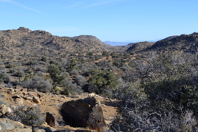 Joshua trees on a flat