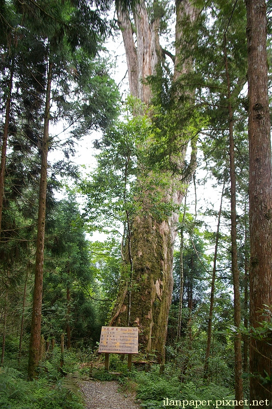 棲蘭神木園