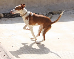 Igor CMFA - Rehomed Germany