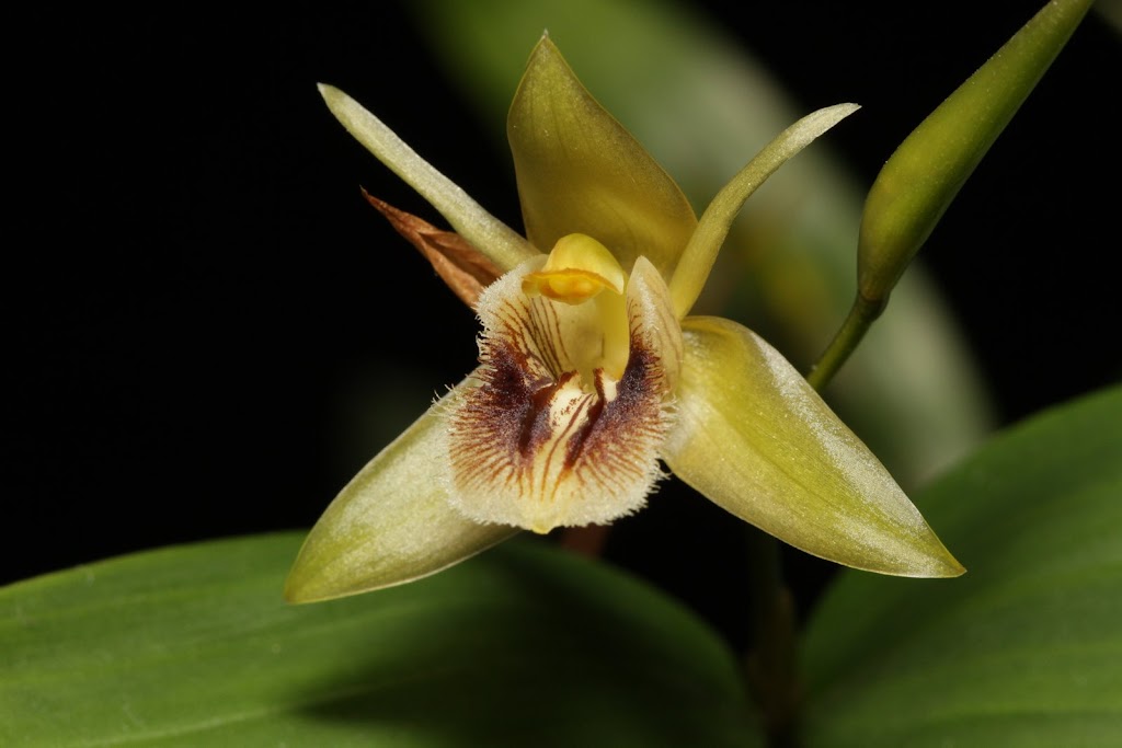 Coelogyne ovalis IMG_3018